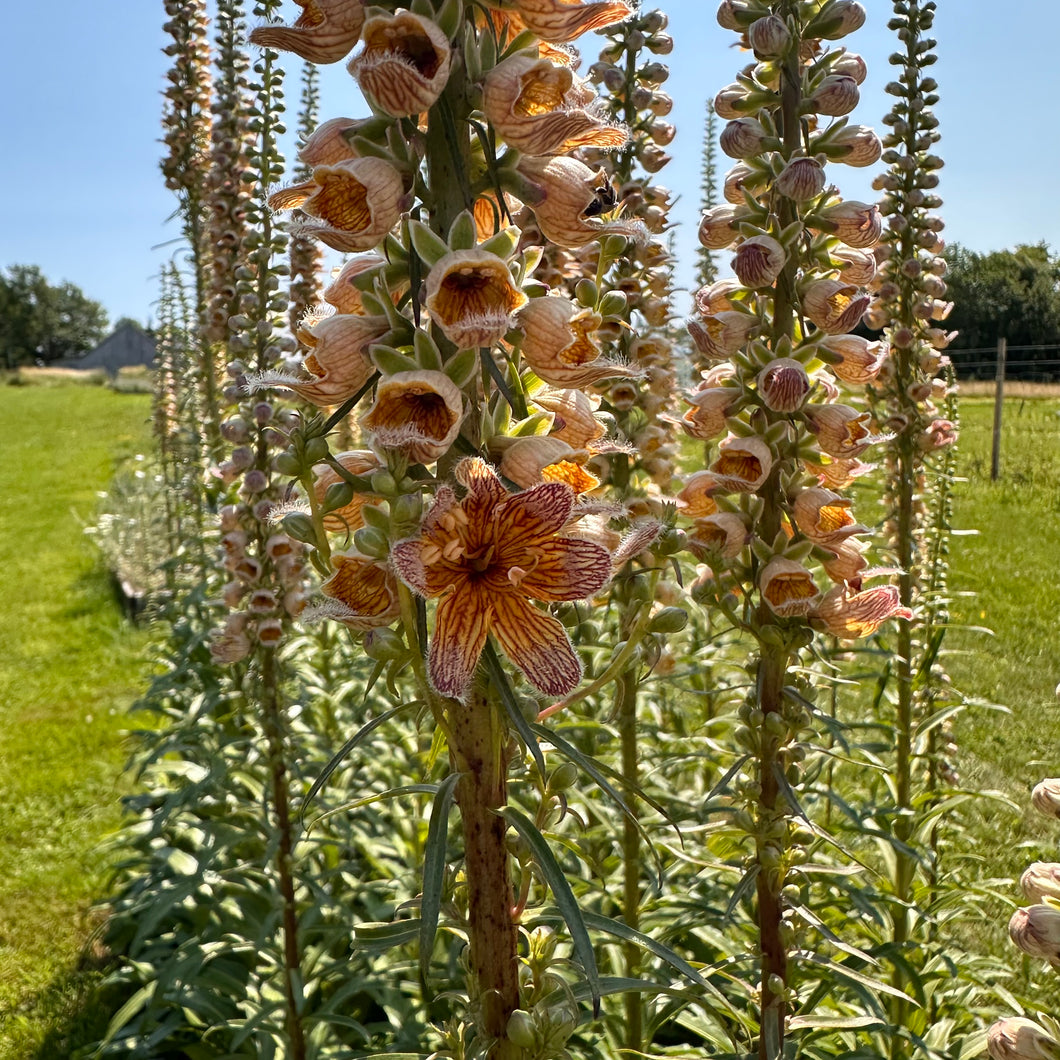 Rusty Foxglove