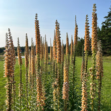 Rusty Foxglove