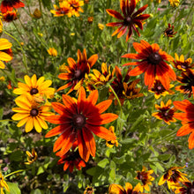 Ruthie's Red Rudbeckia Daisy