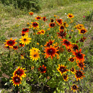 Ruthie's Red Rudbeckia Daisy