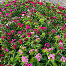 Ruthie's Sweet William