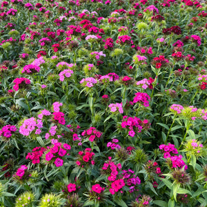 Ruthie's Sweet William