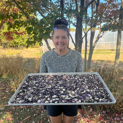 Sadie's Horse Runner Bean