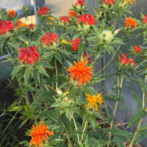 planting safflower seeds Safflower – Revival Seeds