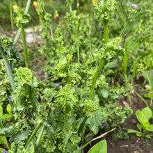 Salad King Endive