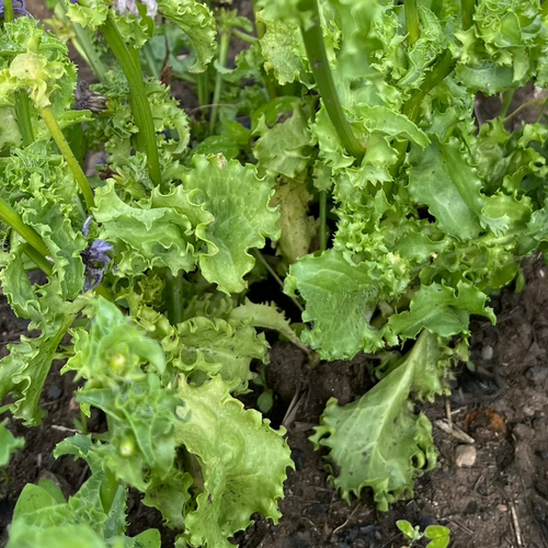 Salad King Endive