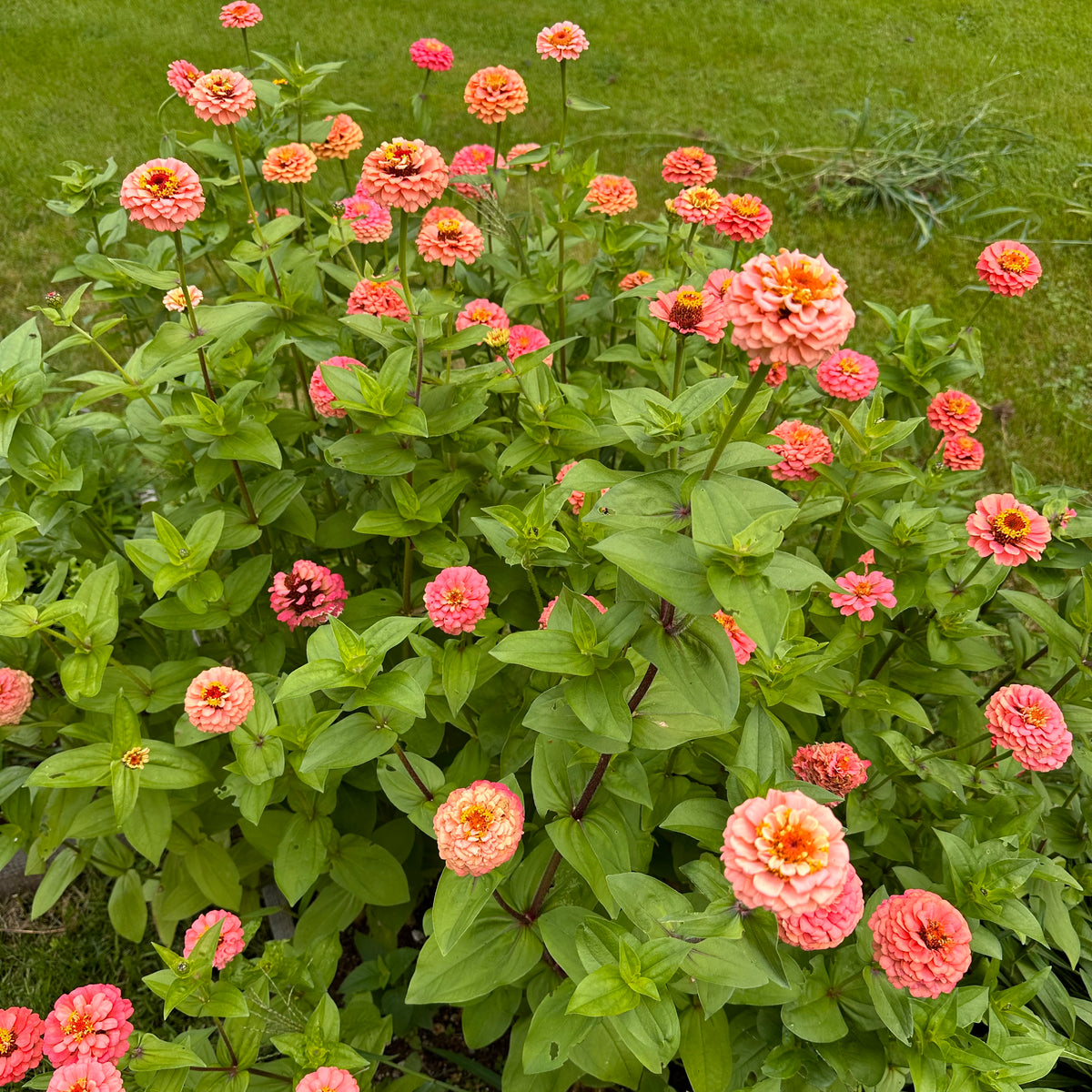 SalmonPink Zinnia Revival Seeds