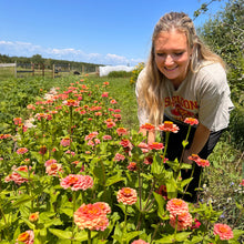 Salmon-Pink Zinnia