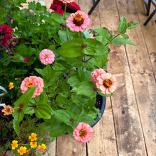 Salmon-Pink Zinnia