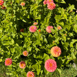 Salmon-Pink Zinnia