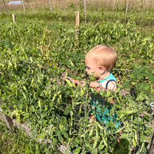 Salmon Flowering Crown Pea