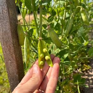 Salmon Flowering Crown Pea