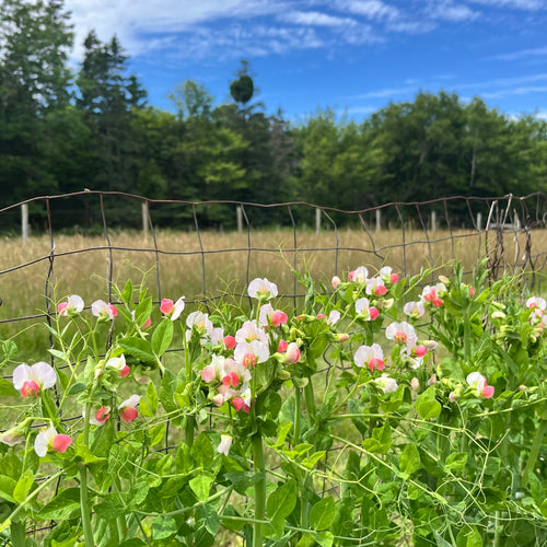 Salmon Flowering Crown Pea