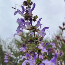 Emil’s Bee Garden Salvia