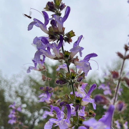 Emil’s Bee Garden Salvia