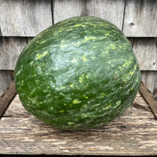 Scaly Bark Watermelon
