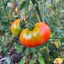 Scotia Tomato