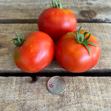 Scotia Tomato