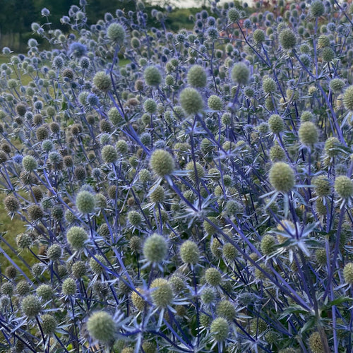 Sea Holly