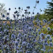 Sea Holly