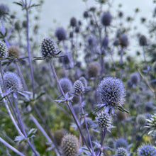 Sea Holly