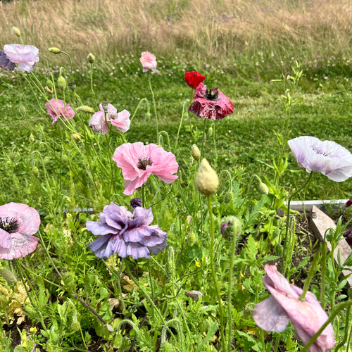 Shades of Gray Poppy