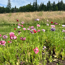 Shades of Gray Poppy