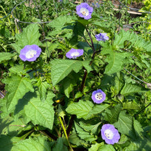 Shoo-Fly Plant