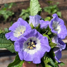 Shoo-Fly Plant