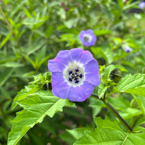 Shoo-Fly Plant