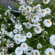 Feverfew Matricaria