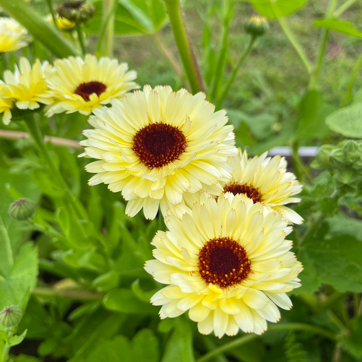 Snow Princess Calendula – Revival Seeds