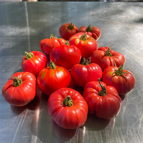 Sobkowich Slicer Tomato