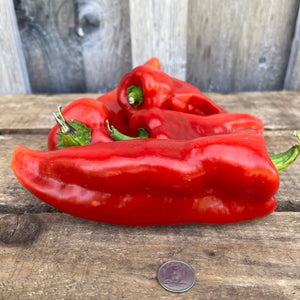 Spanish Mammoth Sweet Pepper