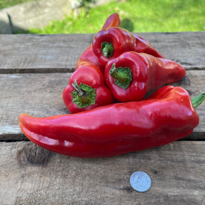 Spanish Mammoth Sweet Pepper