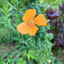 Spanish Poppy