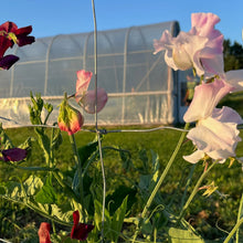 Spencer Ruffled Sweet Pea