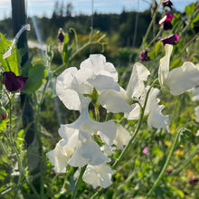 Spencer Ruffled Sweet Pea