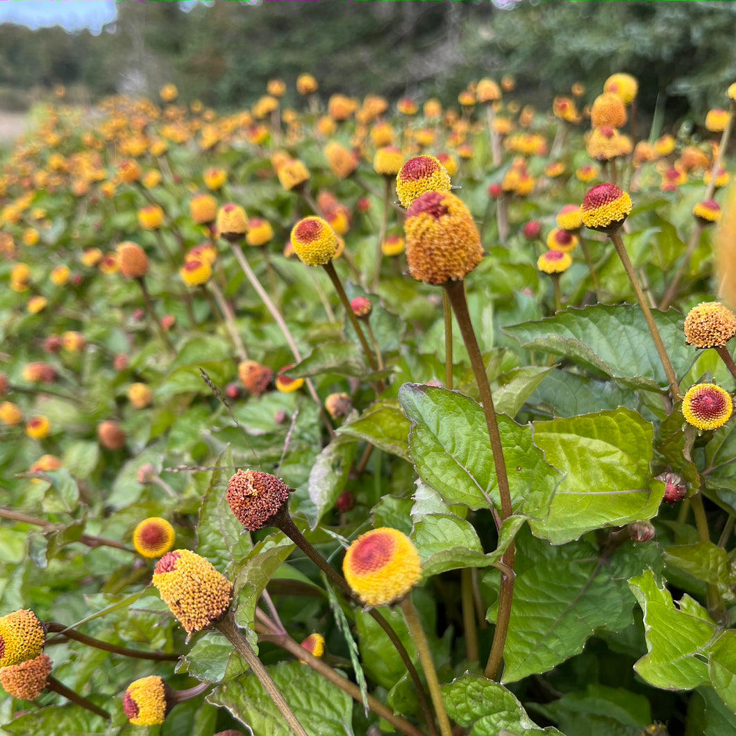 can you grow toothache plant indoors Toothache Plant