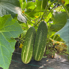 Straight Eight Cucumber