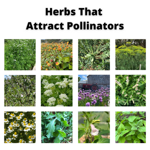 Herbs That Attract Pollinators