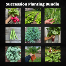 Succession Planting Bundle to Enjoy Throughout the Season