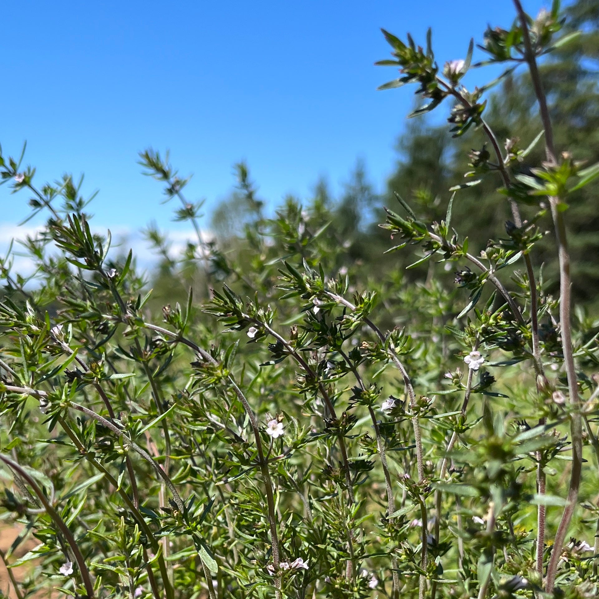Out Of Summer Savory? 10 Amazing Replacements! - t601yyb