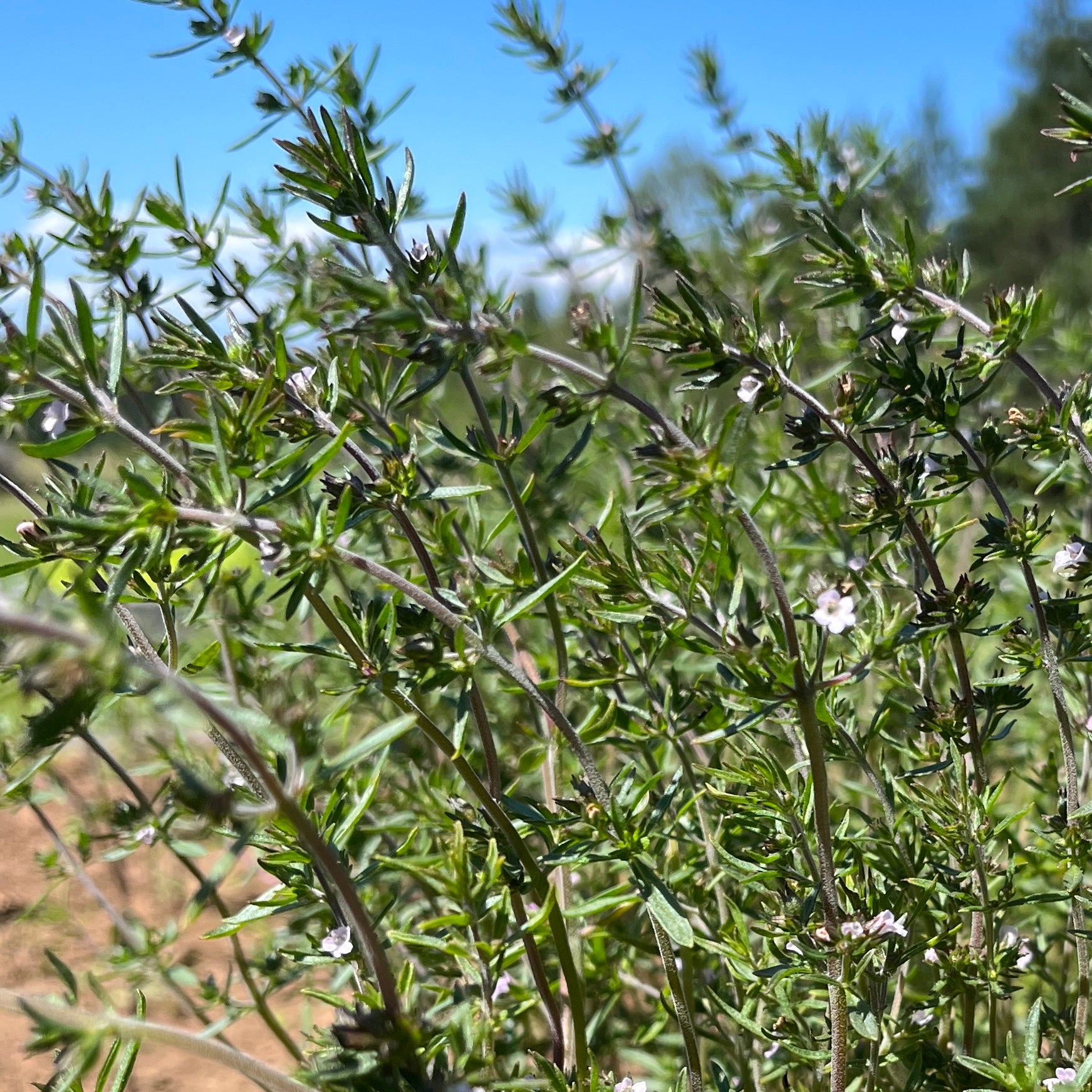 Out Of Summer Savory? 10 Amazing Replacements! - ld7v7ao