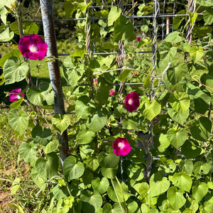 Sunrise Serenade Morning Glory