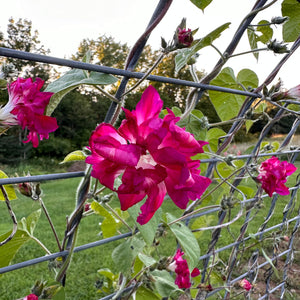 Sunrise Serenade Morning Glory