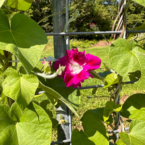 Sunrise Serenade Morning Glory