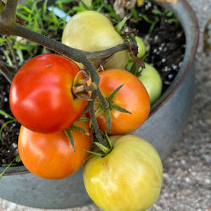 Doucet's Superbec Tomato