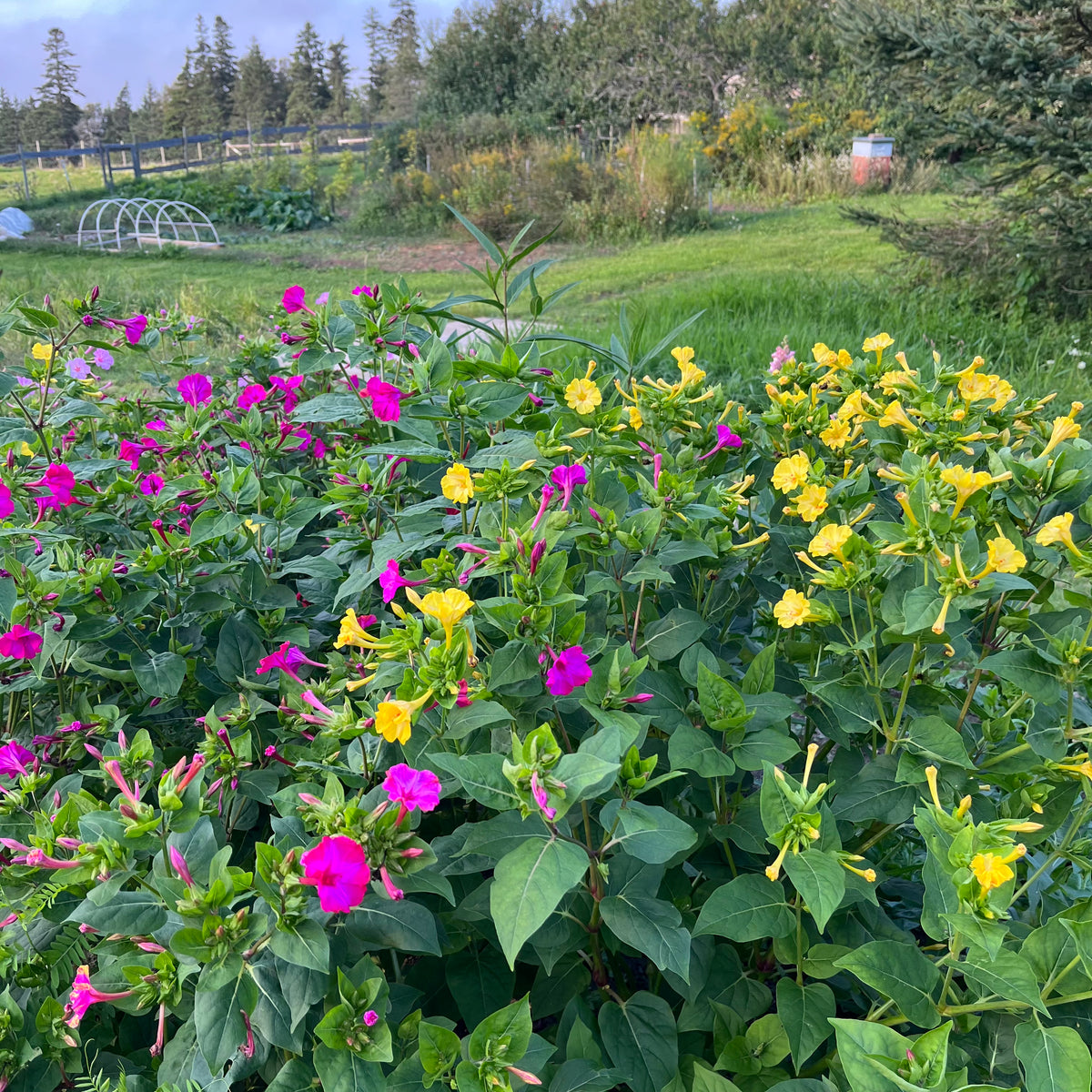 Tall Four O’Clock Mix – Revival Seeds