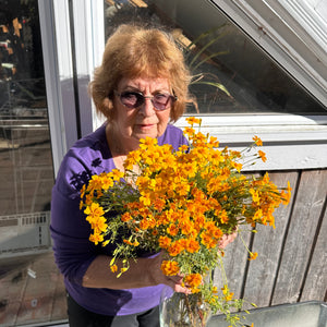 Tangerine Gem Marigold